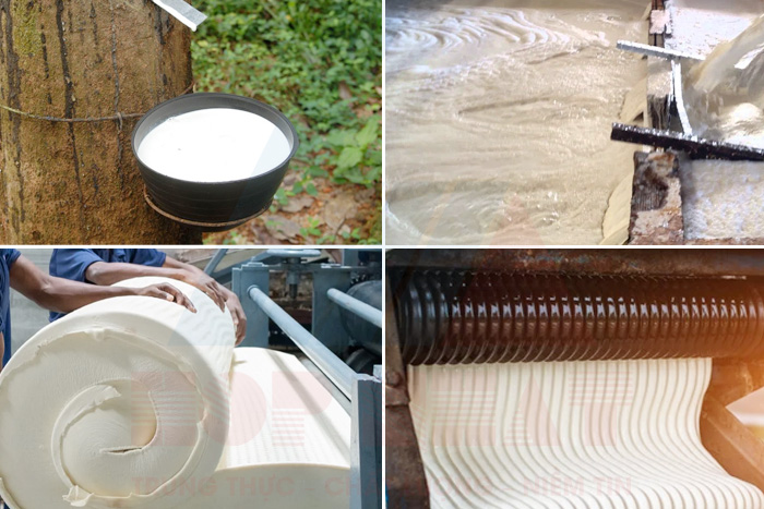 Xử lý nước thải chế biến mủ cao su
